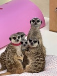에덴미어캣프랜즈