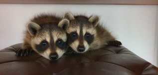 에덴미어캣프랜즈