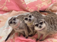 에덴미어캣프랜즈