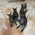 에덴미어캣프랜즈