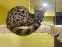 에덴미어캣프랜즈