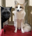 에덴미어캣프랜즈