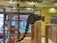 에덴미어캣프랜즈