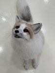 에덴미어캣프랜즈