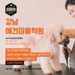 베스트강남애견미용학원