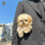 러빙펫 강아지분양 시흥배곧본점