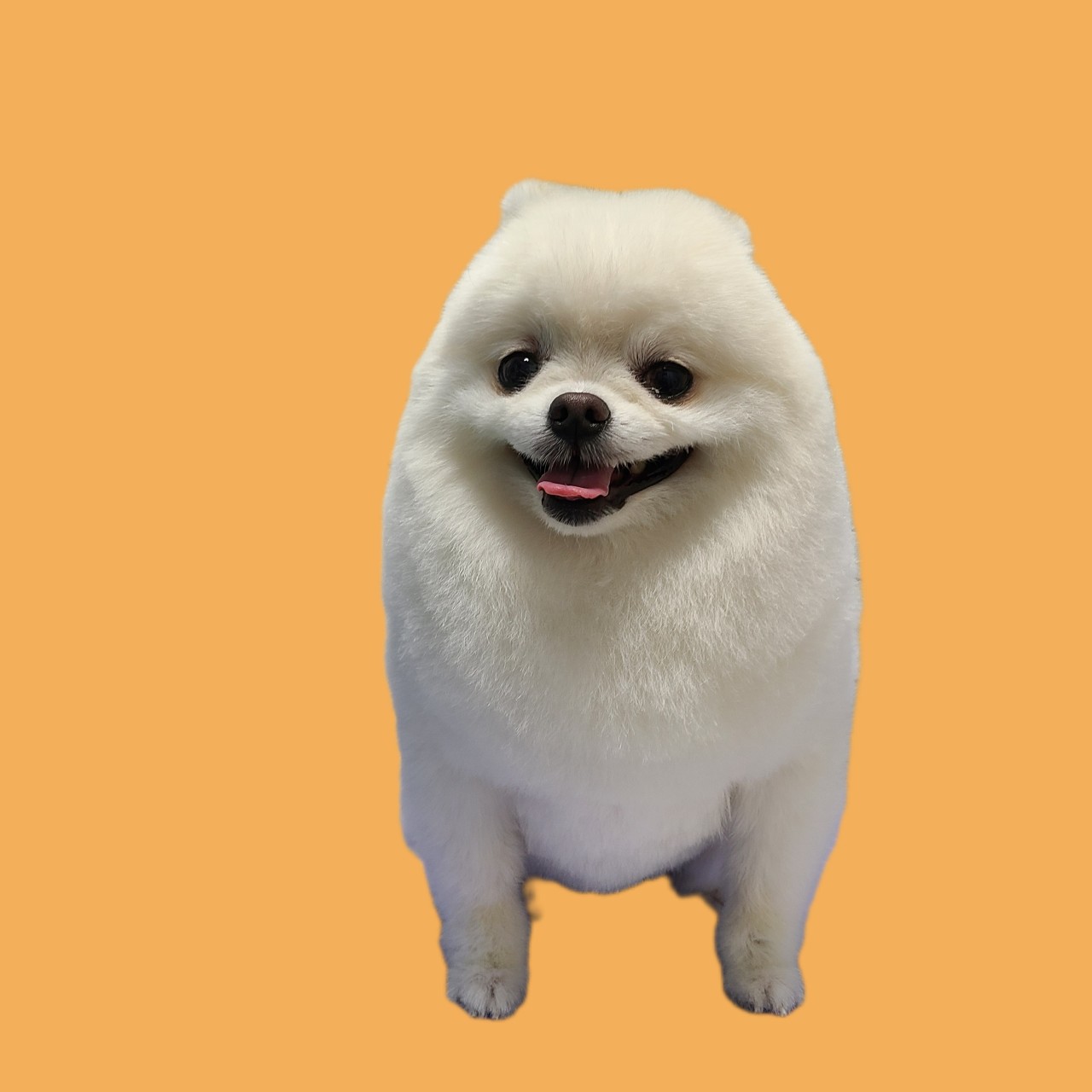 이레네 강아지