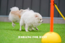 달링 애견유치원/애완견놀이터