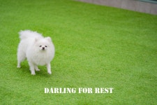 달링 애견유치원/애완견놀이터