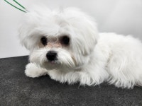 체인지펫미용