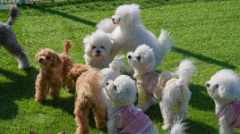 달링 애견유치원/애완견놀이터