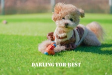 달링 애견유치원/애완견놀이터