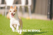 달링 애견유치원/애완견놀이터