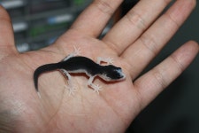 파충류샵 파파팜