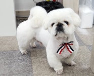 체인지펫미용
