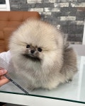 청주 강아지분양 고양이분양 미유펫 청주점
