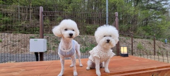 캠핑중DOG