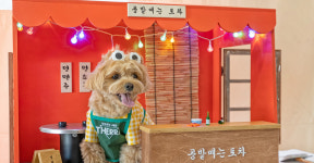 콩밭매는 댕댕이 펜션