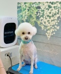 살롱드 멍