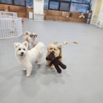 프리댕 애견유치원 / 호텔 / 미용