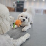 프리댕 애견유치원 / 호텔 / 미용