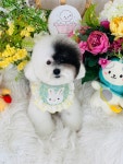 마벨독
