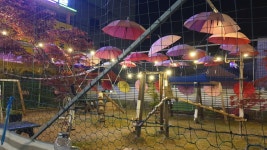 도시정원묘한세상 고양이정원에산다