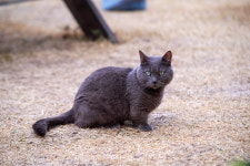 도시정원묘한세상 고양이정원에산다