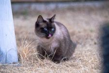 도시정원묘한세상 고양이정원에산다