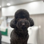 헤이멍