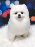 심쿵펫샵