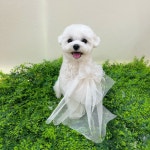 펫더헤븐 본점