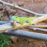 파충류샵 디노이드 경주점