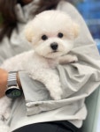 르쉐르퍼피