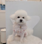이쁘개애견샵