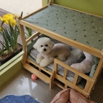 티나DOG