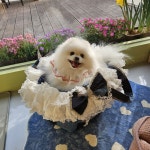 티나DOG