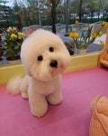 티나DOG