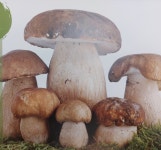 샤브향 경북영주점