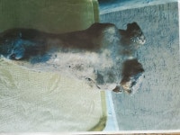 일일농장흑염소건강원