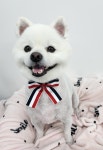 체인지펫미용