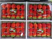 일심청과