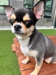 이리온