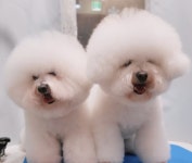 가장아름답개