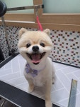 퍼피멍멍