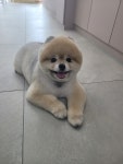 모모이펫
