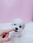 포포앤미루