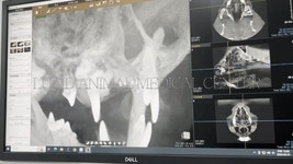24시 루시드동물메디컬센터 미아 본점