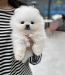 펫365 전주백제대로점 강아지고양이분양