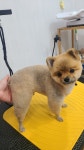 순지 애견미용샵